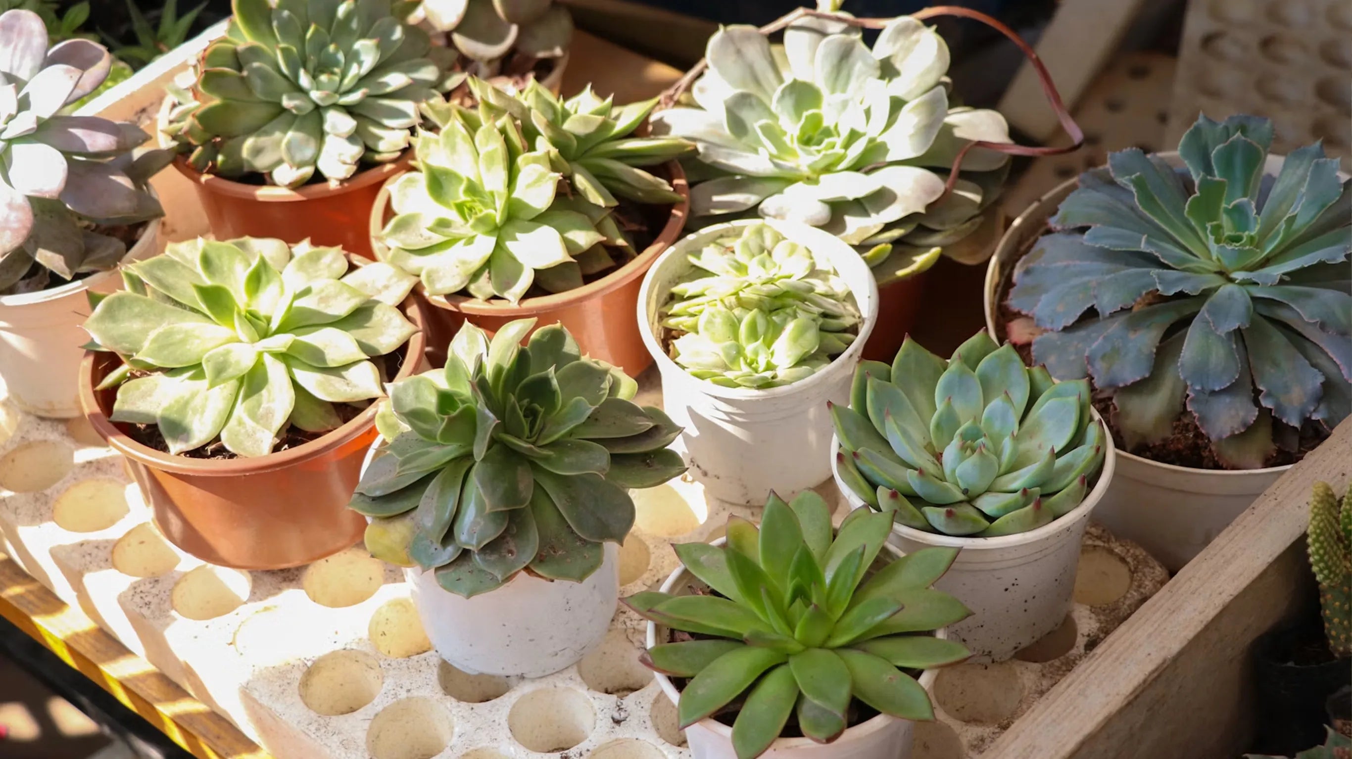 Is Your Succulent Getting Smaller? It‘s Not Dying — It’s Adjusting.