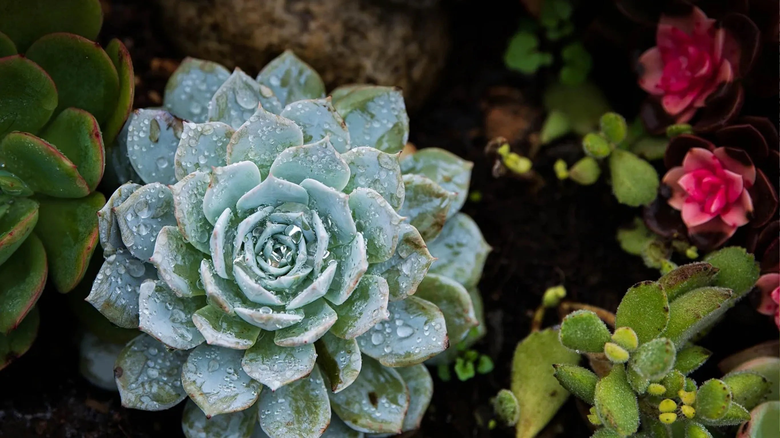 Variegation Isn't a Disease — It's a Succulent Winning the Lottery