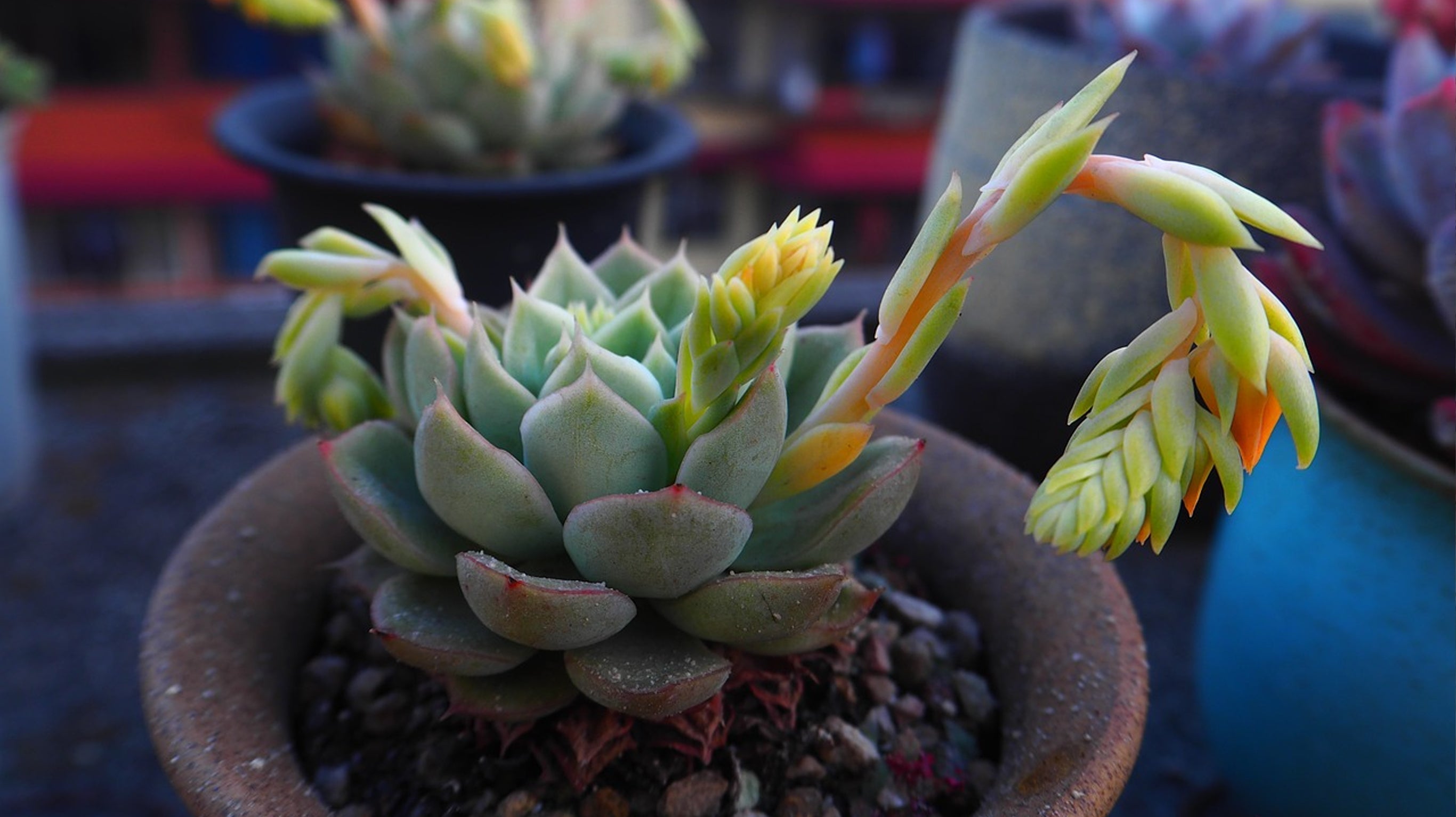 Is Your Succulent Stretching? It‘s Not Dying — Here’s How to Fix It