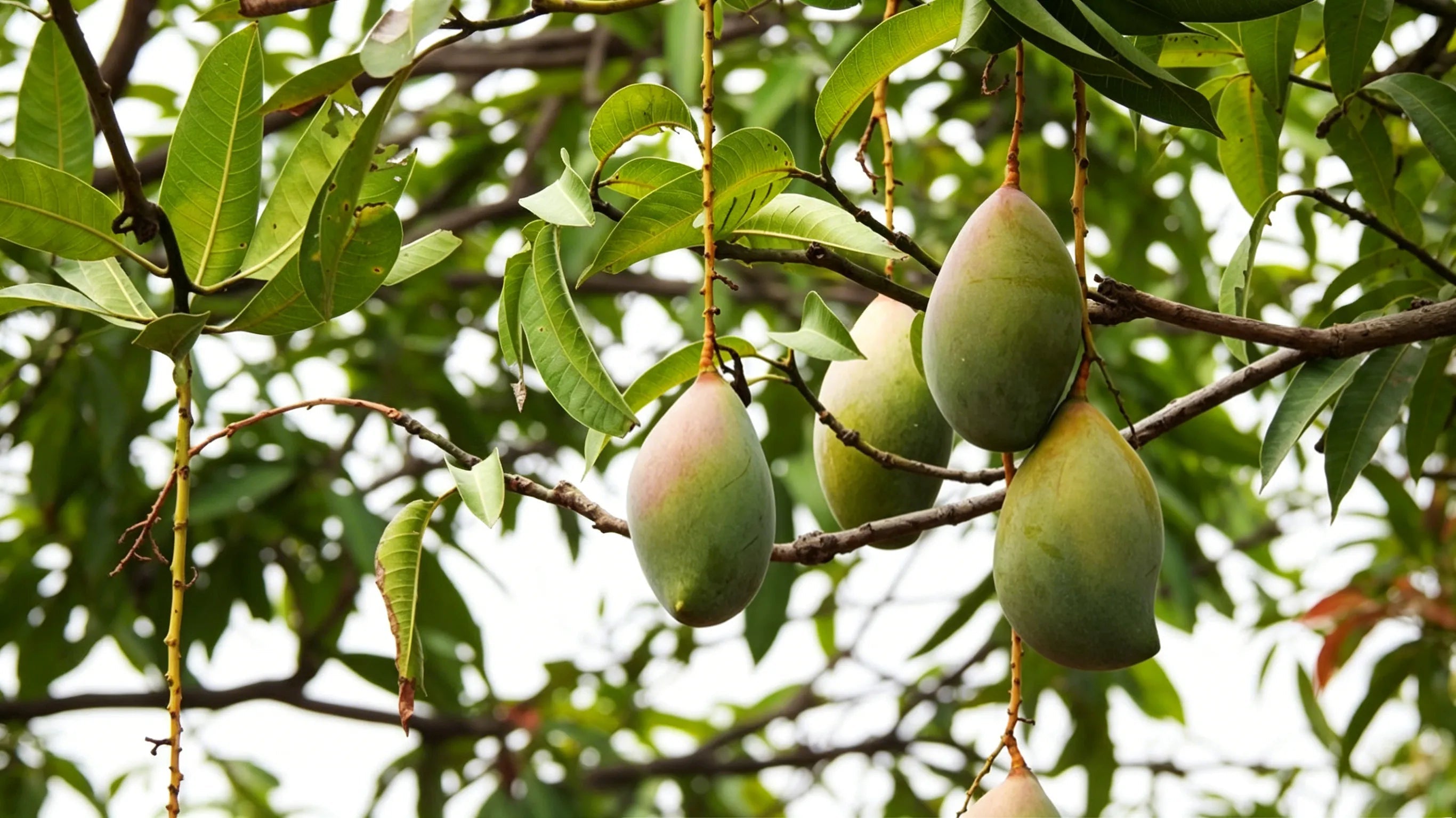 From a Mango Pit to a Golden Harvest: How Even a Beginner Can Grow Their Own Mango Tree - mysoilsong