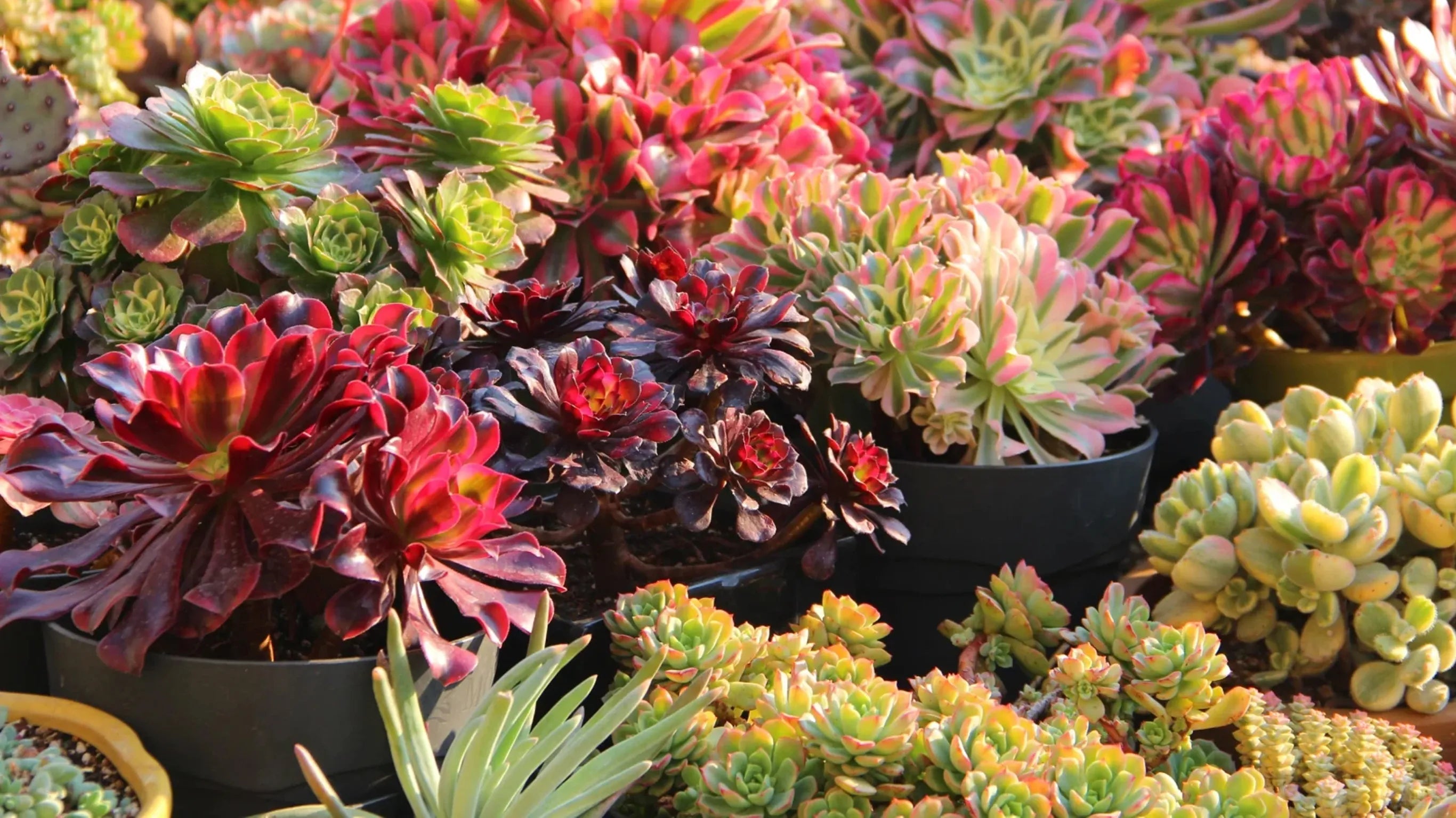 From Store to Windowsill: 3 Succulent Care Blind Spots That Most Beginners Miss - mysoilsong