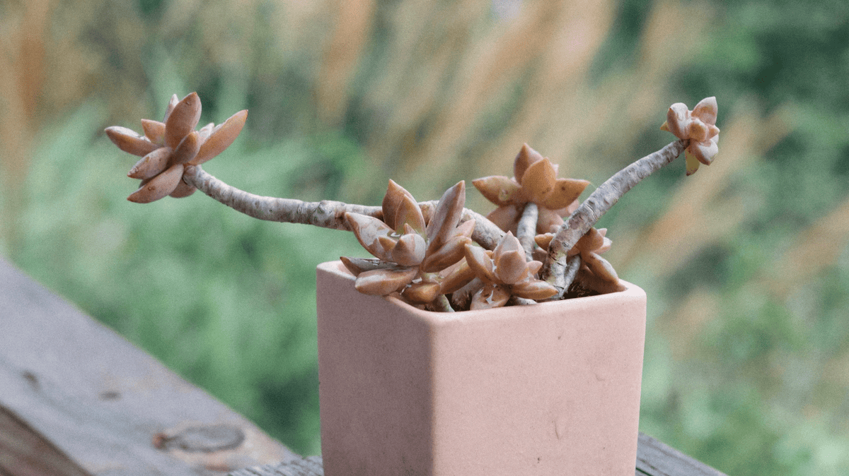 How Long Does It Take to Grow a Succulent “Old Stem”? Longer Than You Think - mysoilsong