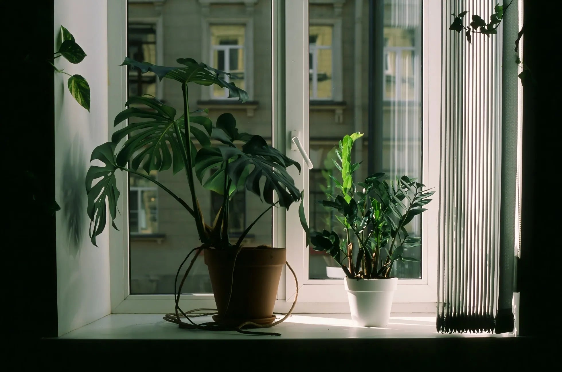 The 6 Best Indoor Plants for Beginners: Your Guide to a Greener Home - Soil Song