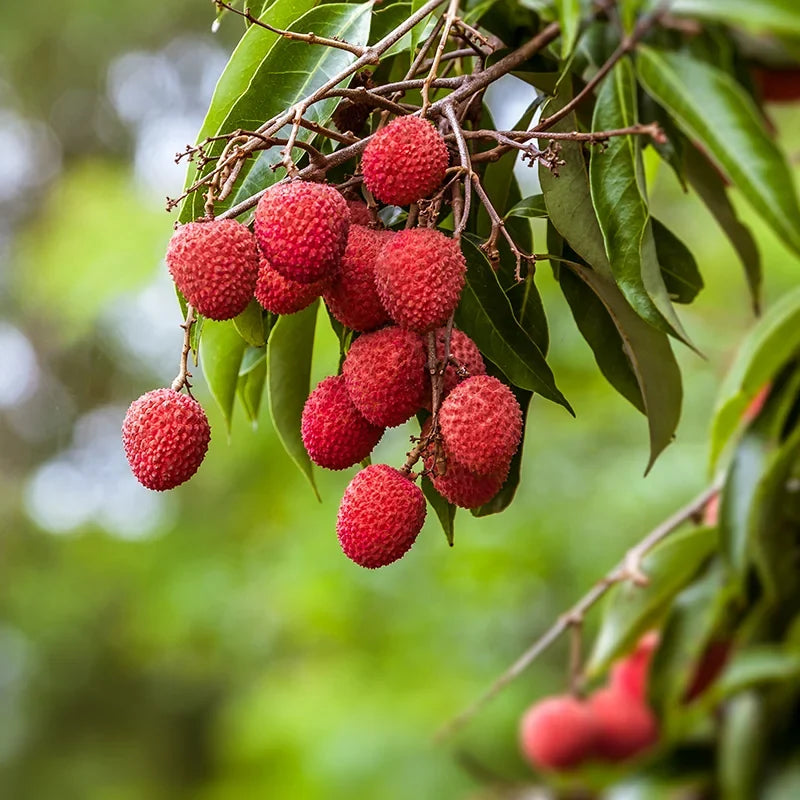 Brewster Lychee Tree - 1.5ft. Tall Bare Root mysoilsong