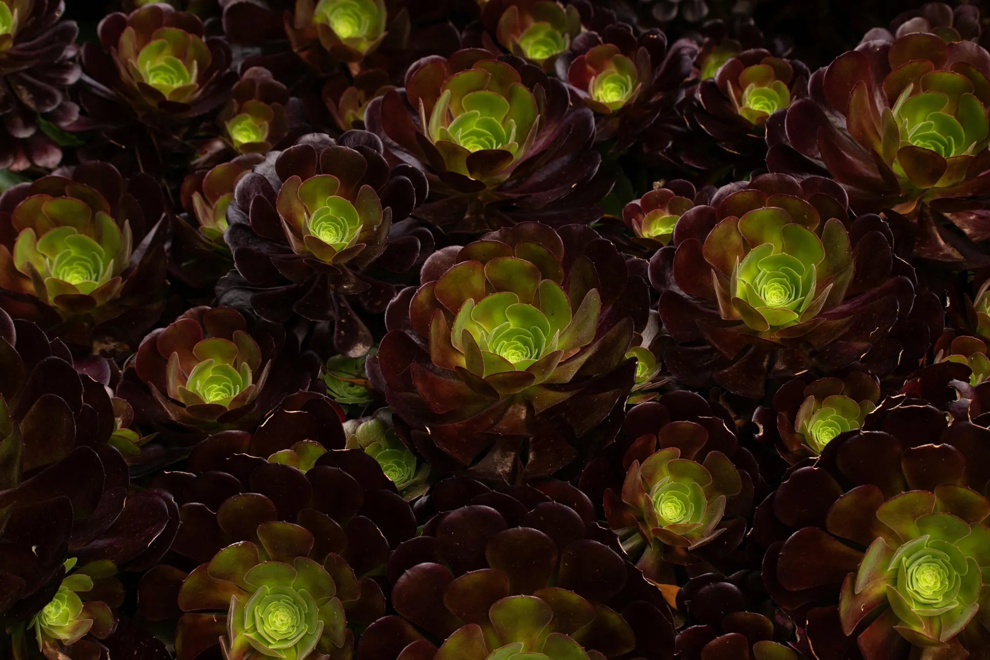 Aeonium - Soil Song