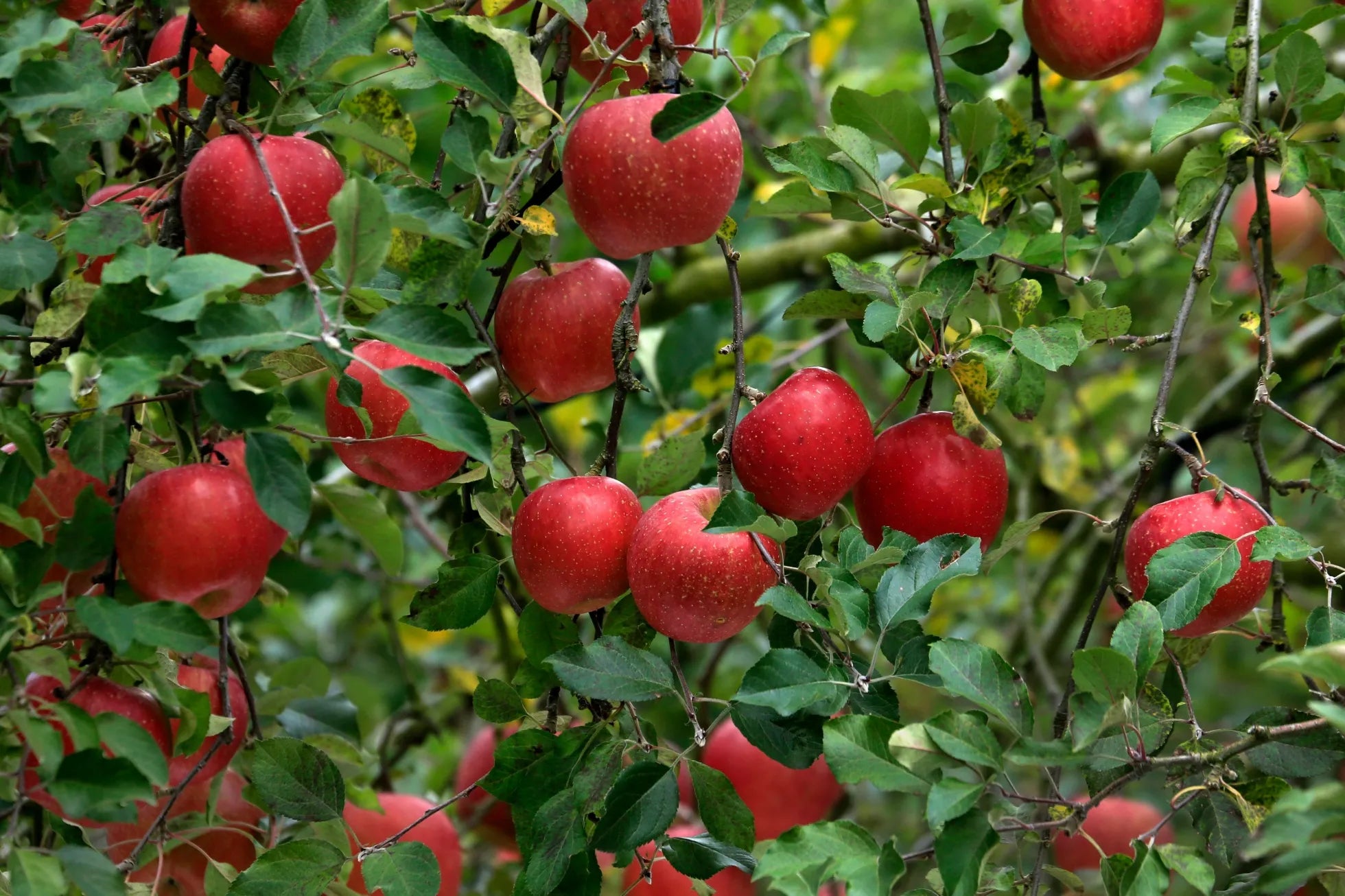 Apple Trees - Soil Song
