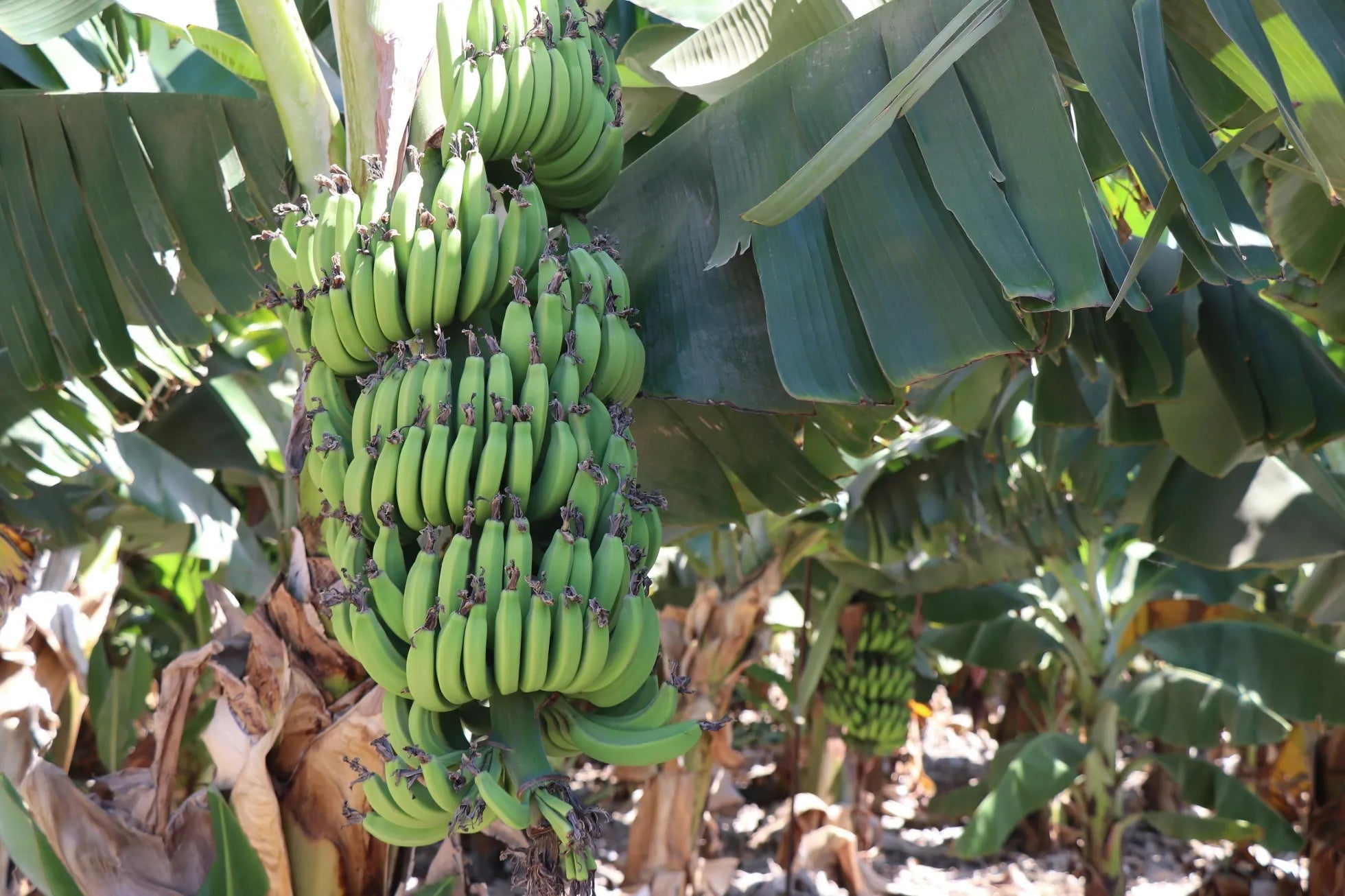 Banana Trees - Soil Song