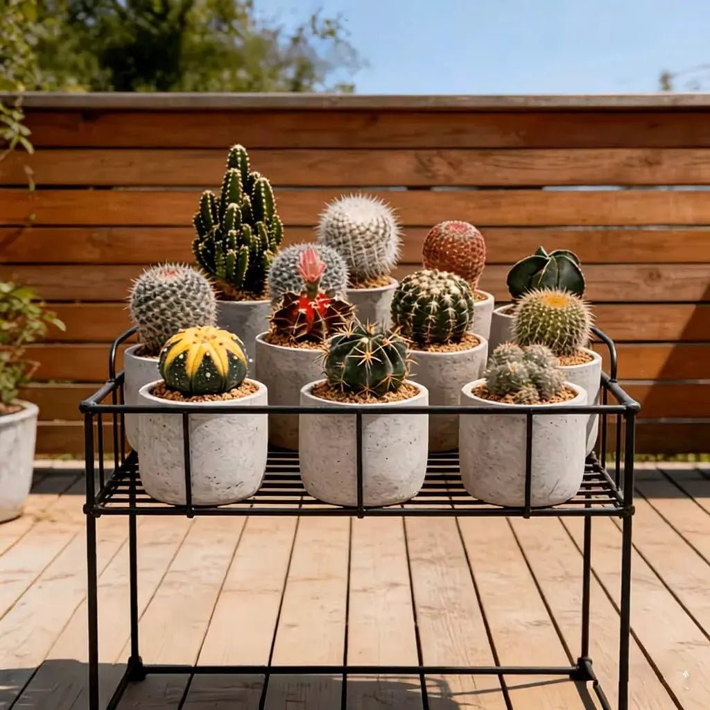 Soil Song's Curated Cactus Series: diverse cacti in concrete pots on black rack, outdoor setting