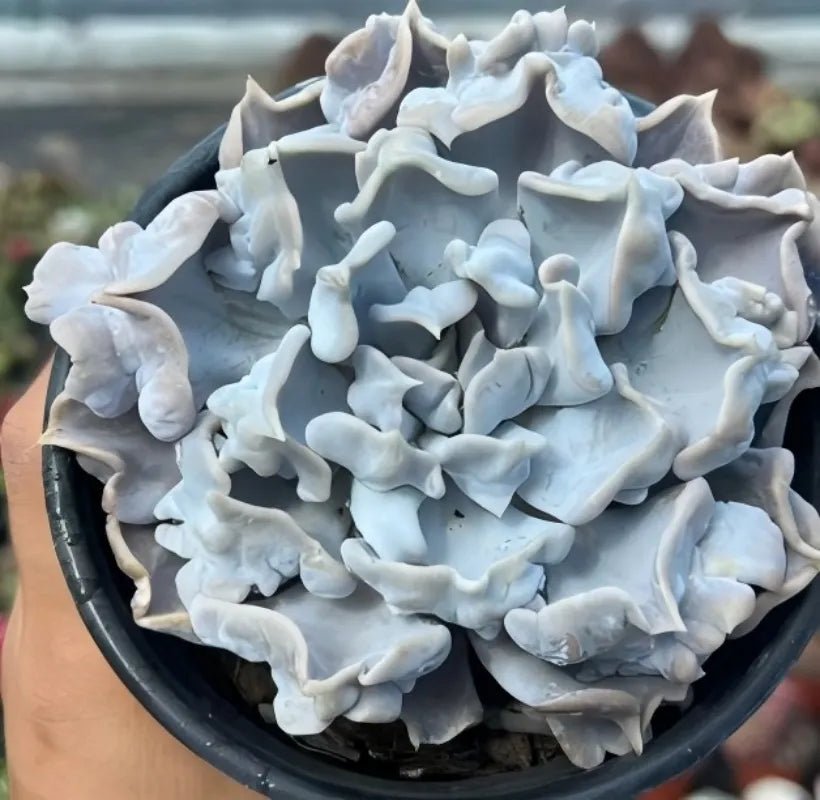Echeveria - Soil Song