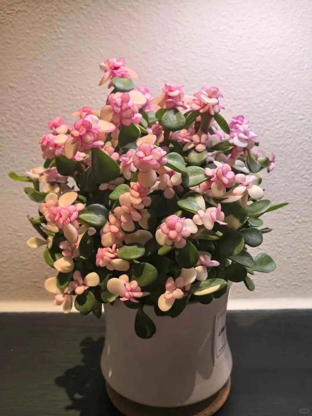 Foliage Houseplants - Soil Song