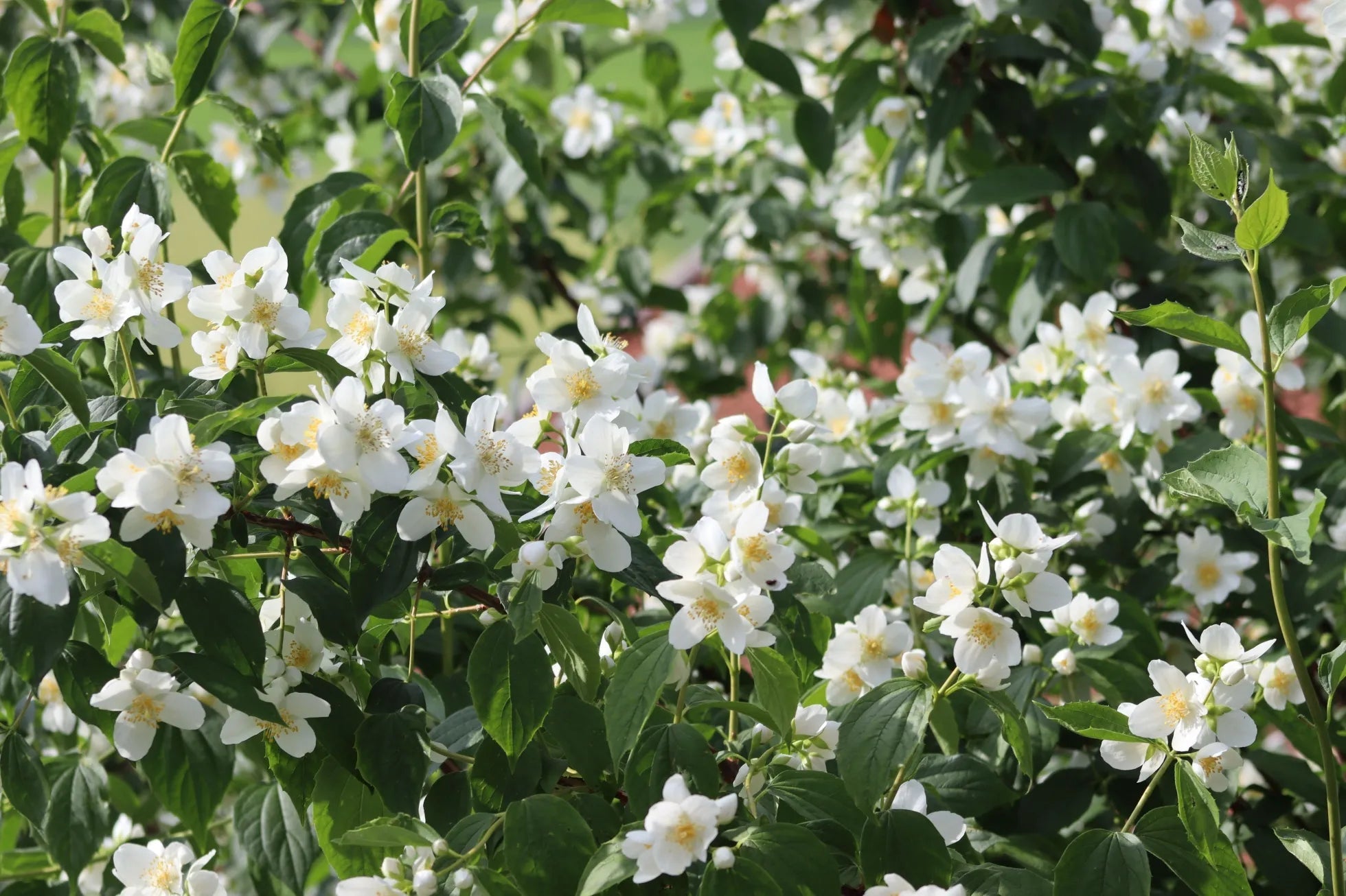 Jasmine Plants - mysoilsong