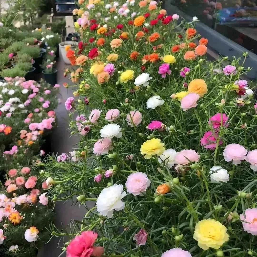 Pastel and bright moss rose flowers—pink, yellow, orange, and white—in planters