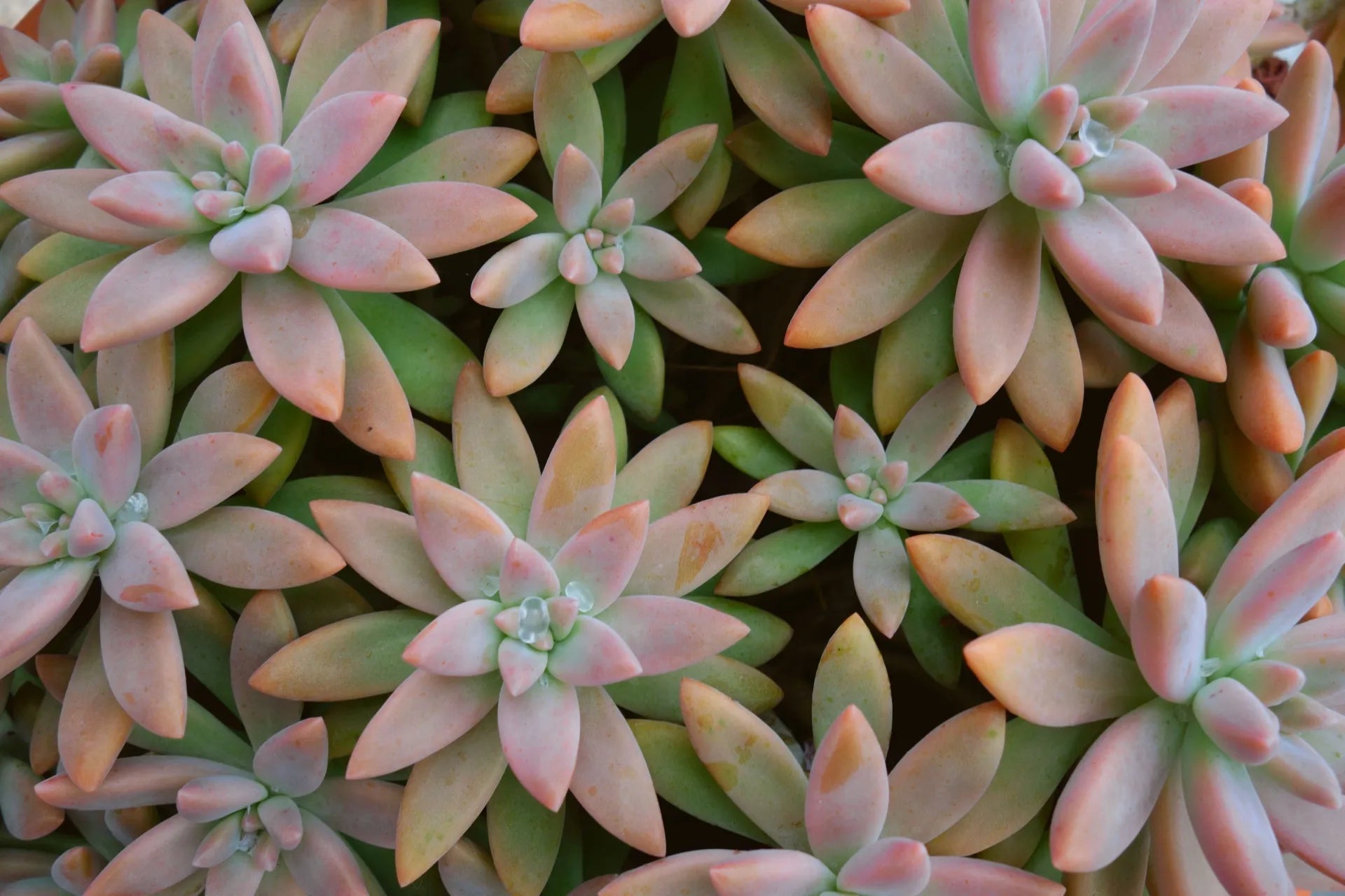 Pachyphytum - Soil Song