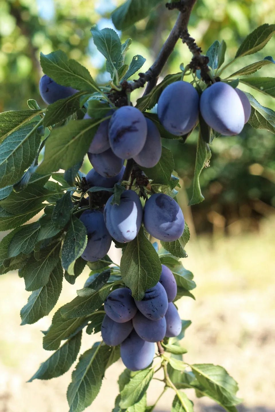 Ripe purple plums on Soil Song fruit tree branch with green foliage