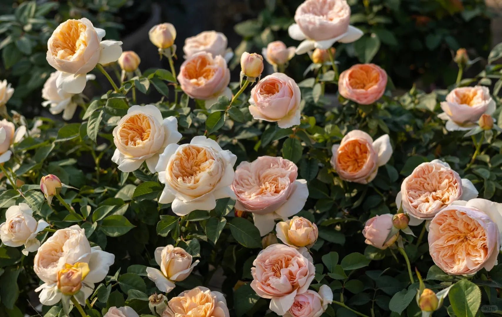 Rose Trees - Soil Song