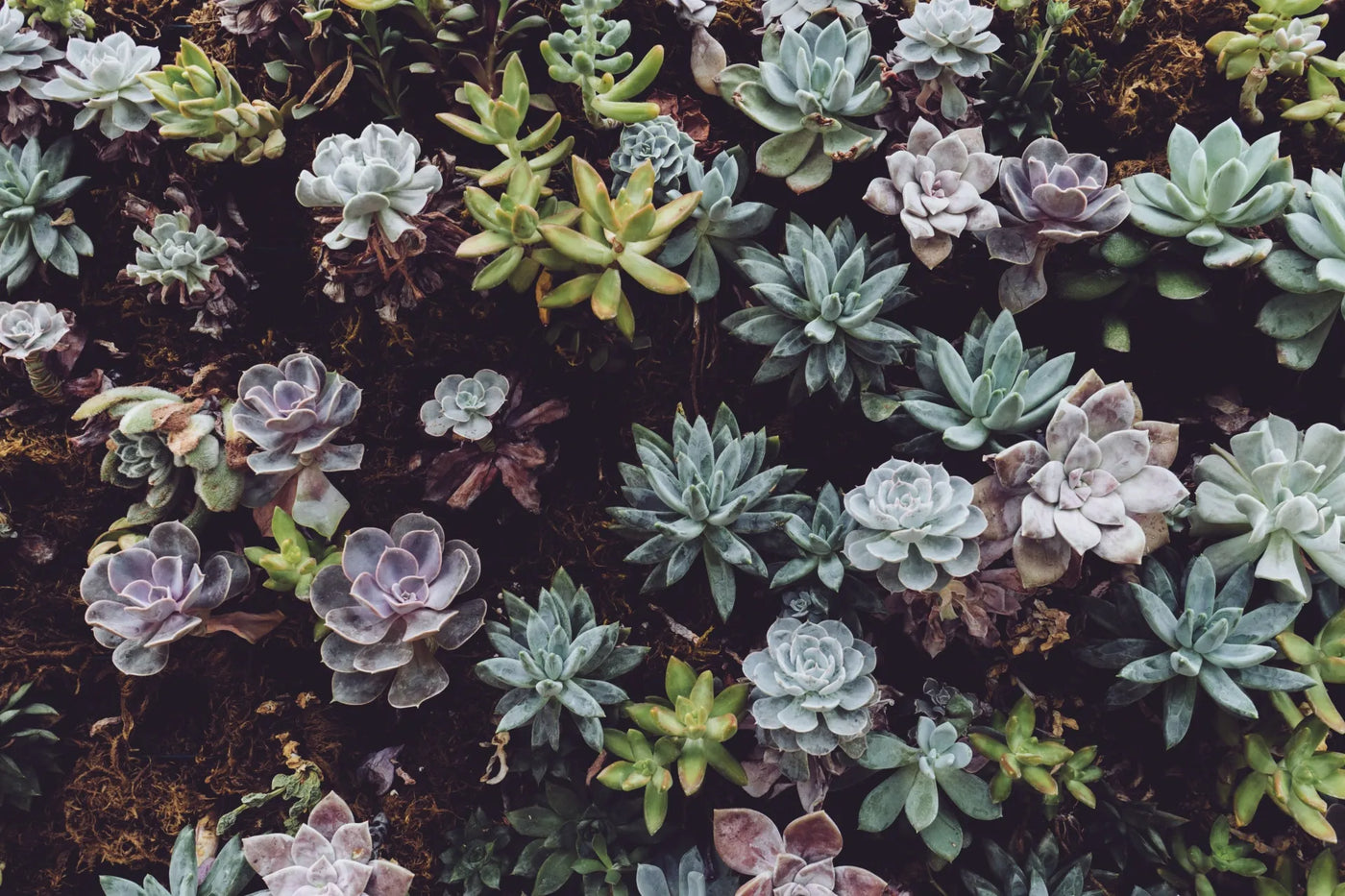 Colorful succulents from Soil Song