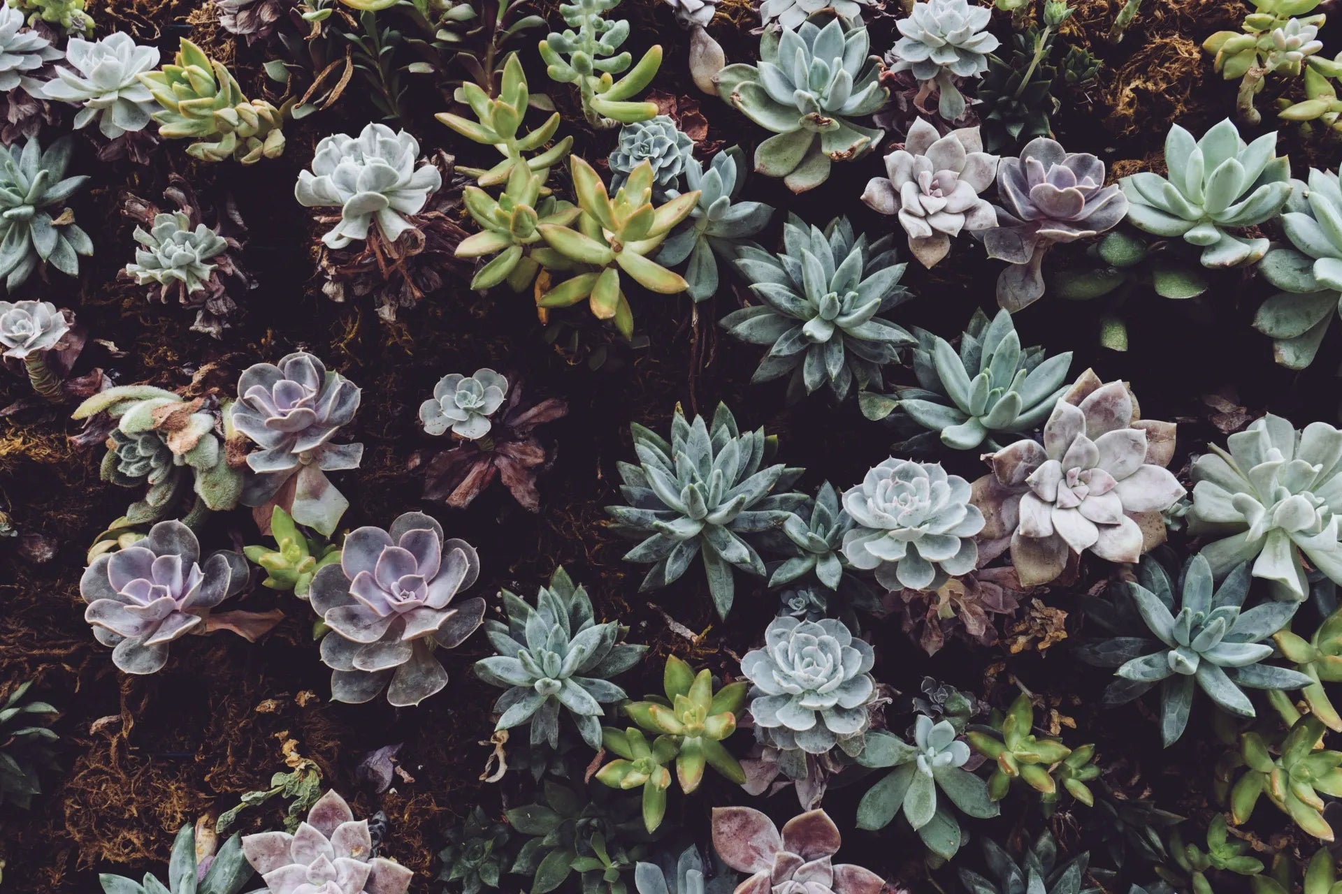 Colorful Succulents - Soil Song