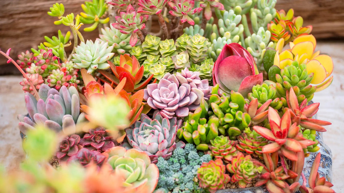 Wholesale plants grown and selected by Soil Song