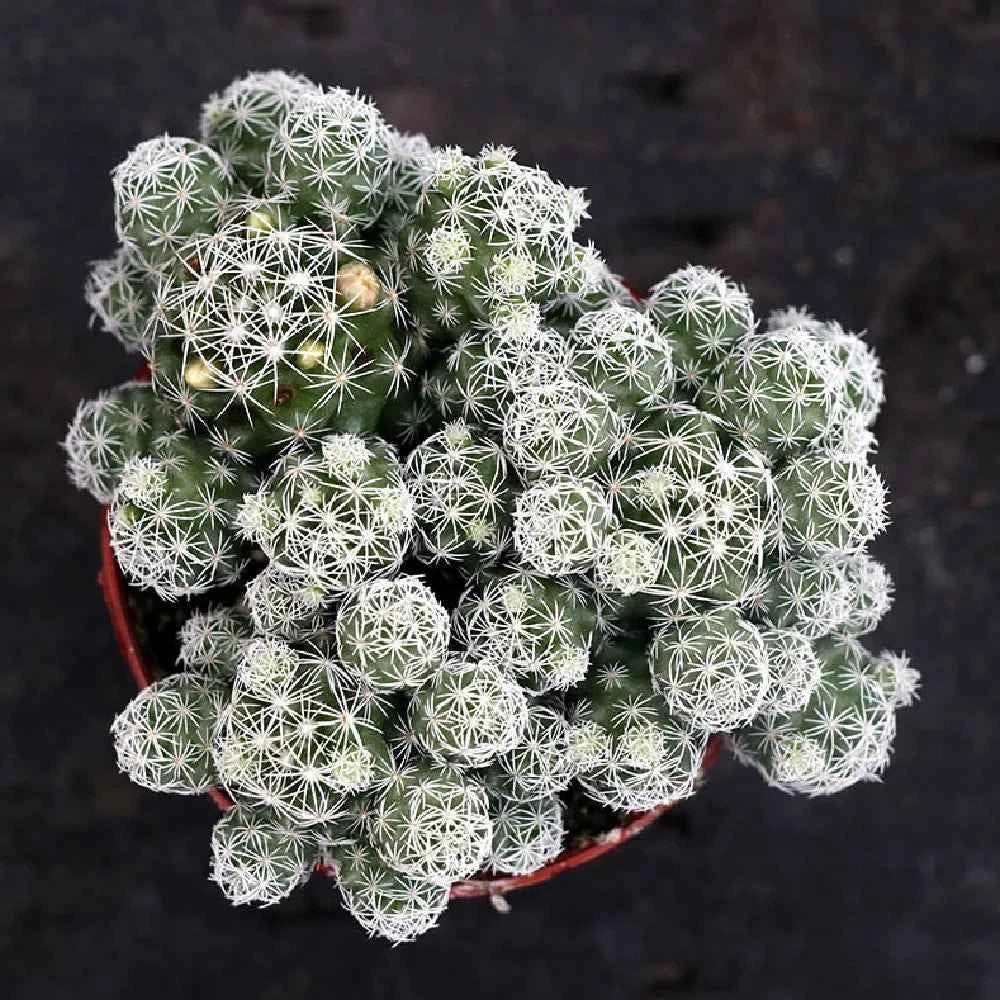 Mammillaria cactus in red-rim pot, dense white spines forming round clumps