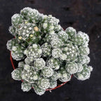 Mammillaria cactus in red-rim pot, dense white spines forming round clumps