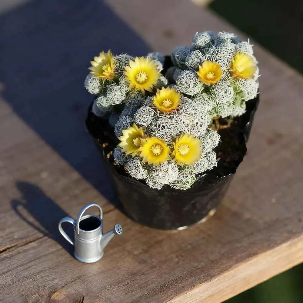 Cactus plant in black pot with gray-white spines and bright yellow flowers