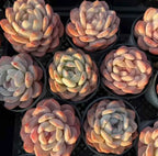 Assorted echeveria succulents in small pots, mixed gray, orange, and pink rosettes