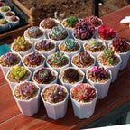 Assorted succulent plants in small white pots, multicolored rosette shapes