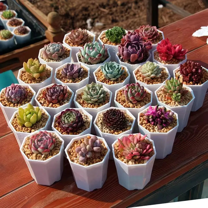 Assorted succulent plants in small white pots, multicolored rosette shapes