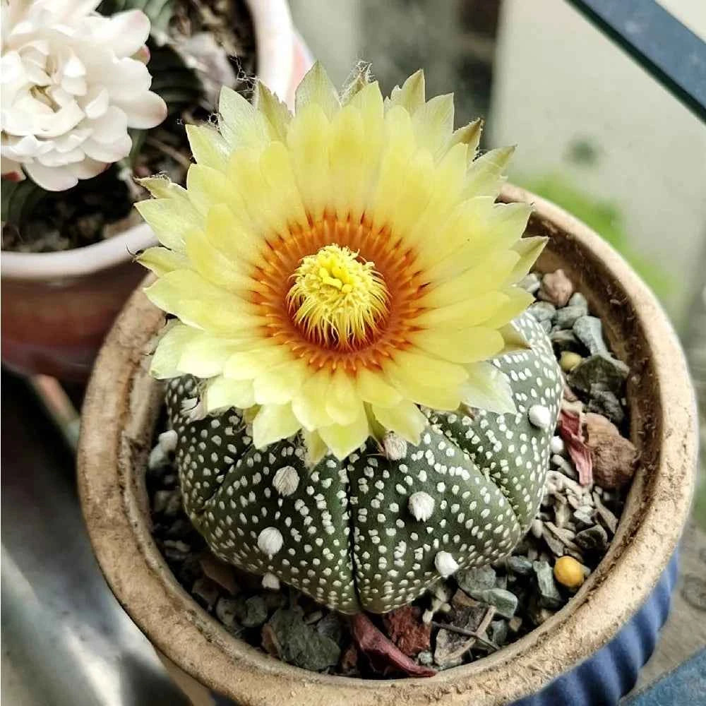 Star cactus with pale yellow flower, dark green body with white dots in a pot.