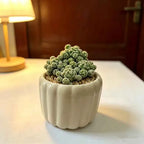 White ceramic scalloped planter with a small succulent cactus cluster