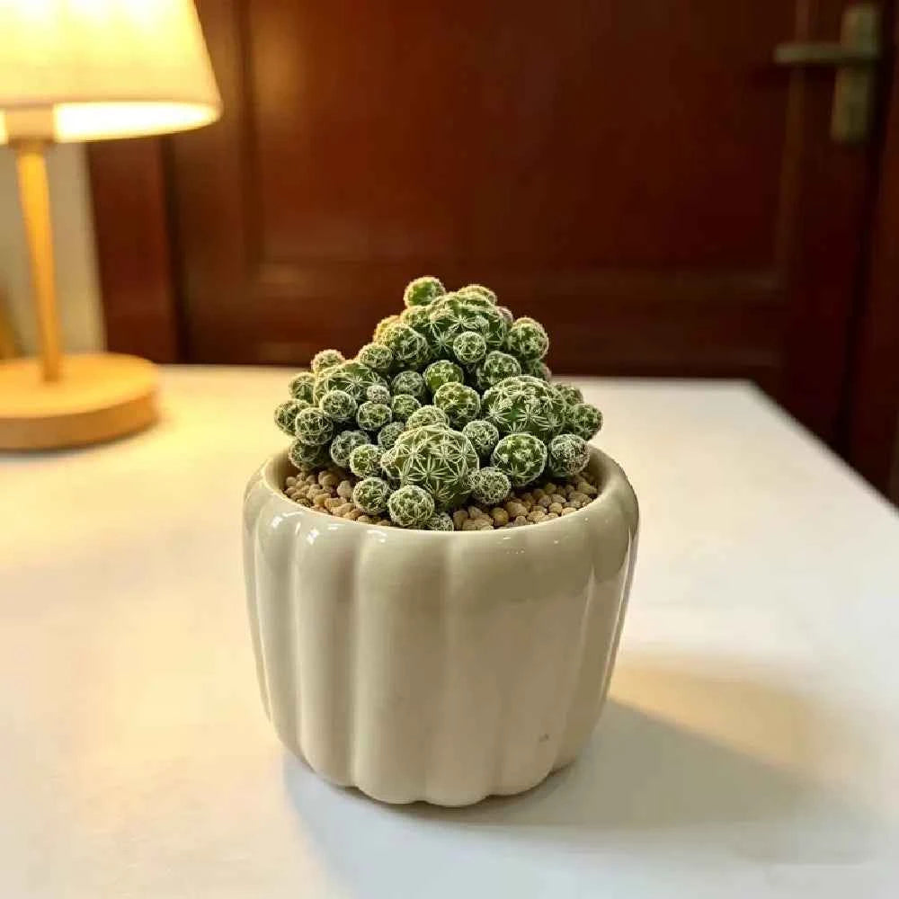White ceramic scalloped planter with a small succulent cactus cluster
