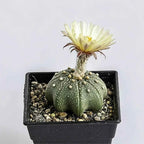 Star cactus in a black square planter, dark green with white speckles and pale yellow flower.