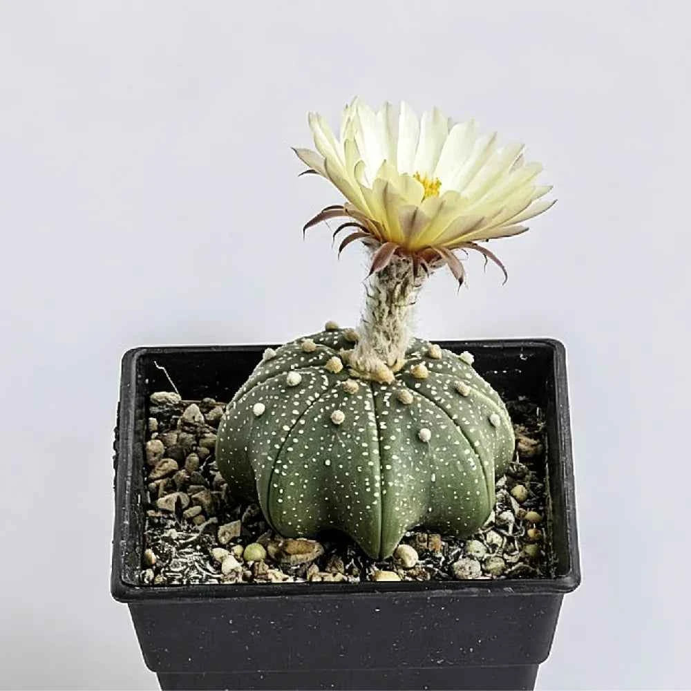 Star cactus in a black square planter, dark green with white speckles and pale yellow flower.