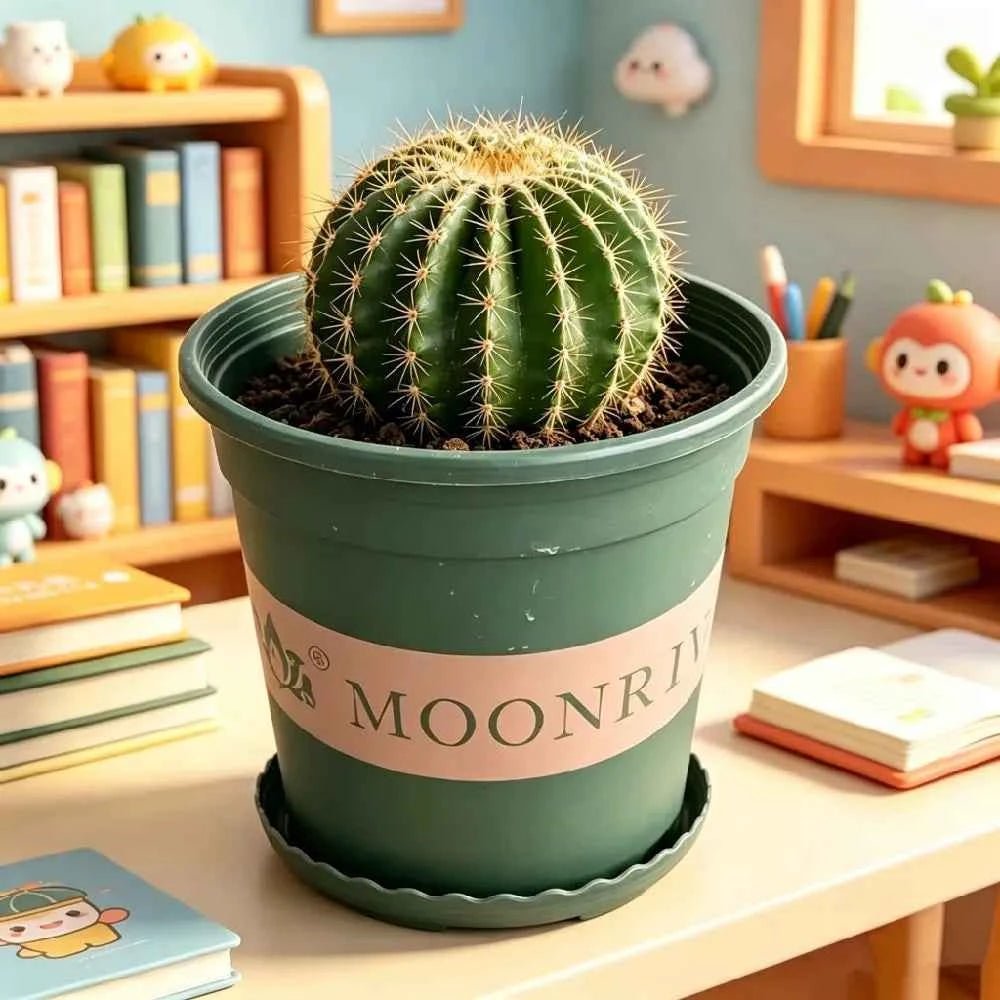 Green plastic planter pot with MOONRI label, cactus inside on a table