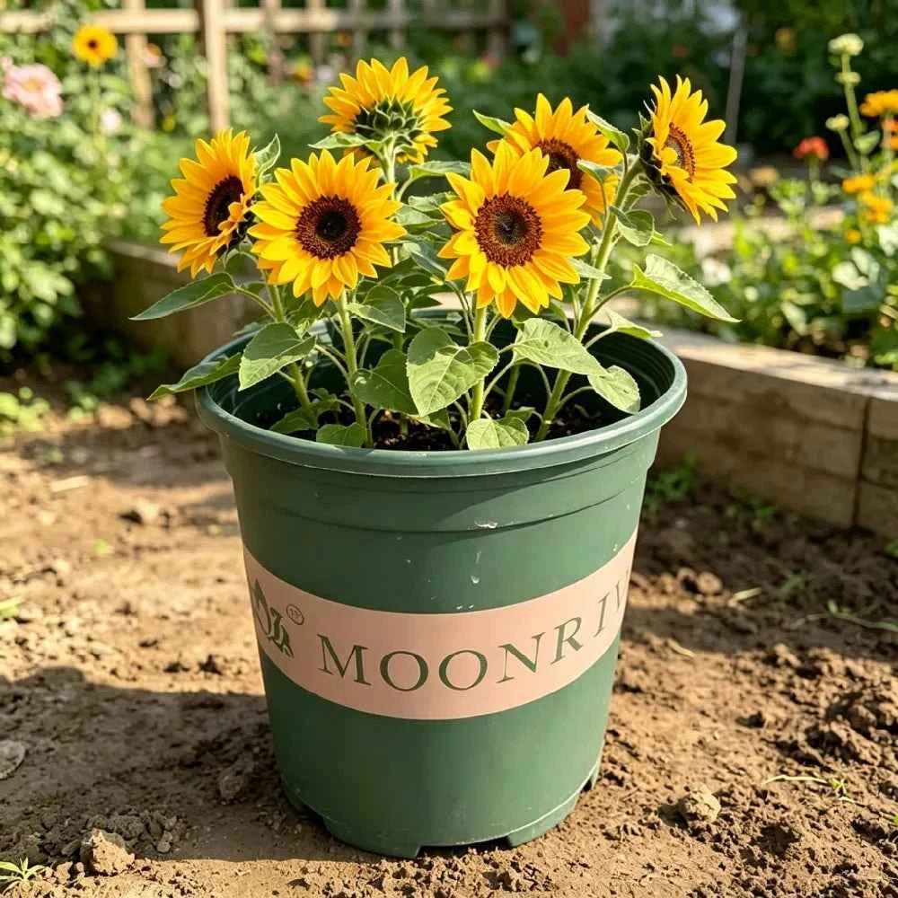 Green plastic gallon planter pot with sunflowers and soil, wide rim, raised base