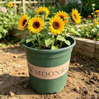 Green plastic gallon planter pot with sunflowers and soil, wide rim, raised base
