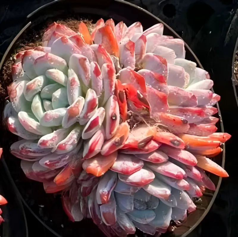 Succulent plant cluster with blue-gray rosette leaves, pink and orange tips