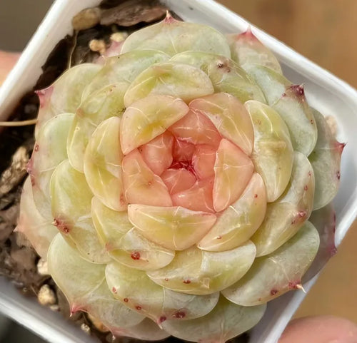 Close-up succulent in white 2-inch pot, layered pale green leaves and pink center