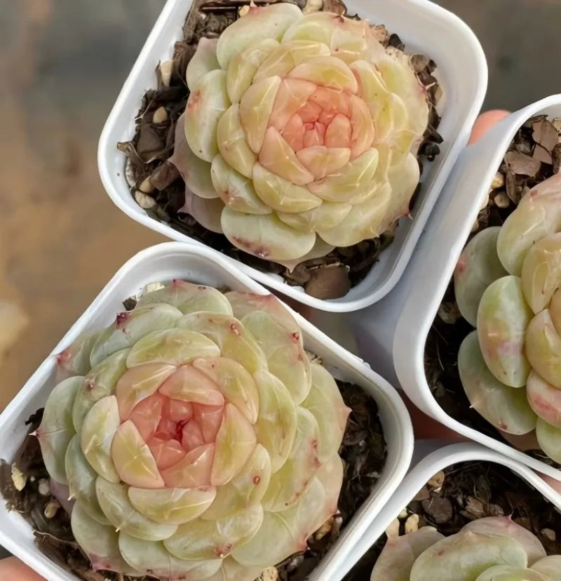 Succulent plant in white 2-inch pot with pale yellow-green rosette leaves