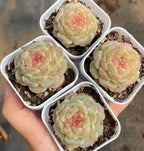 Set of succulent plants in white 2-inch pots, pale green rosette with pink center