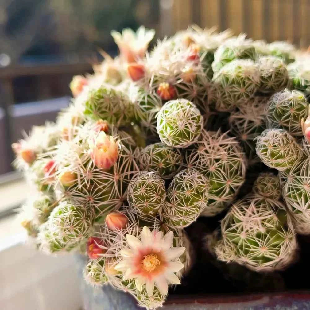 Mammillaria cactus cluster in dark pot, small orange-pink blooms, spiny green stems