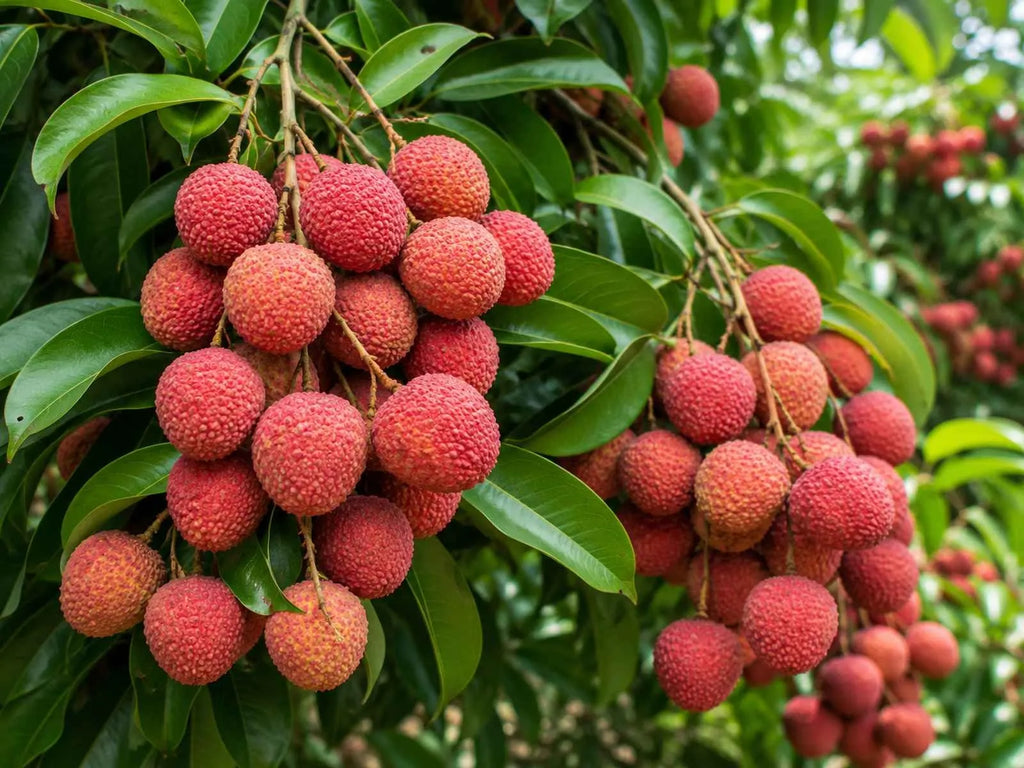 Mauritius Lychee Tree - 1.5ft Tall Bare Root mysoilsong