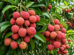 Mauritius Lychee Tree - 1.5ft Tall Bare Root mysoilsong