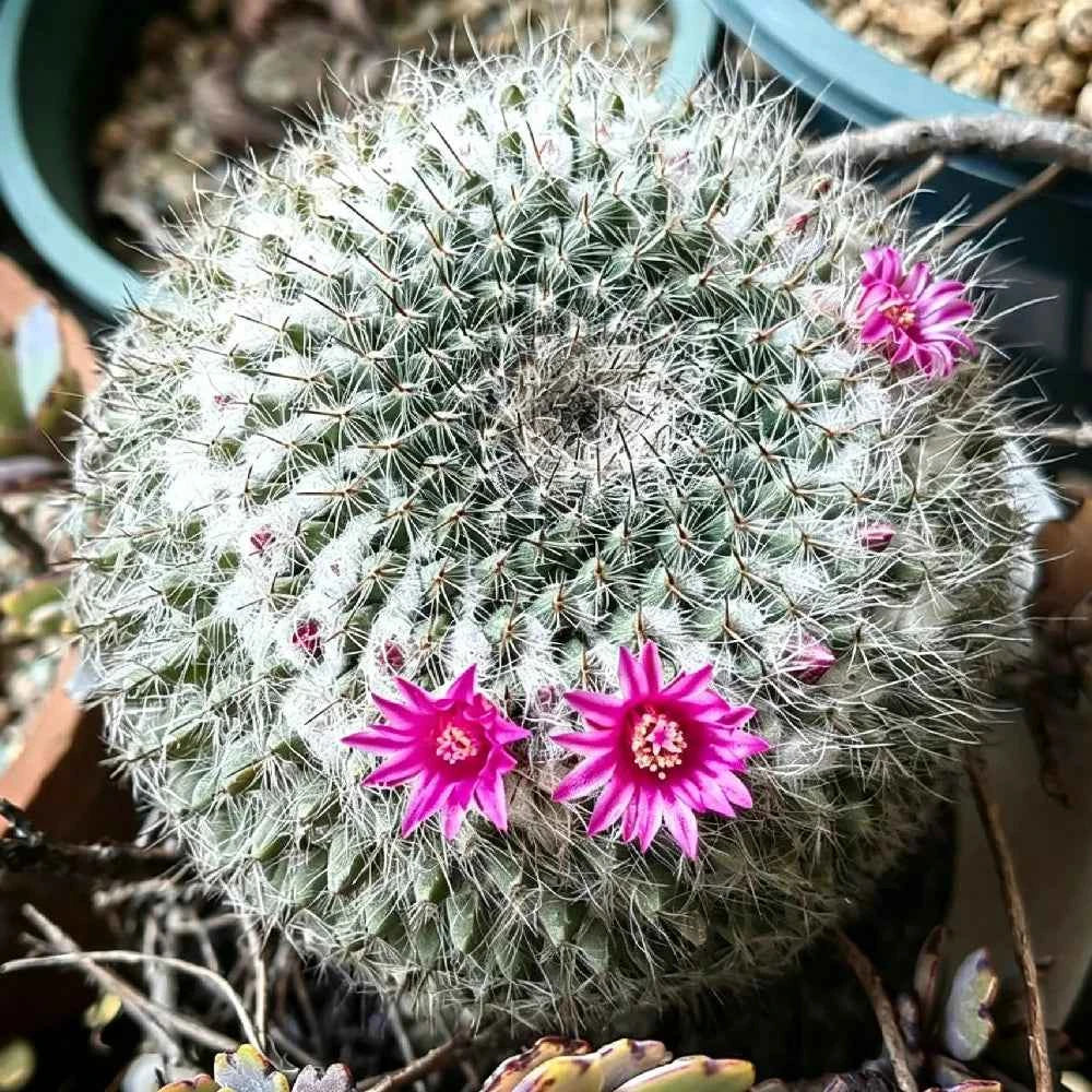 Round cactus with white spines and three pink flowers, growing in a small pot