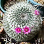 Round cactus with white spines and three pink flowers, growing in a small pot