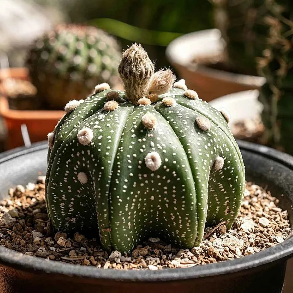 Star cactus in a pot, dark green with white speckles and a fuzzy dry center top.