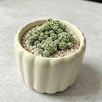 White ceramic planter with cactus succulents and light gravel fill
