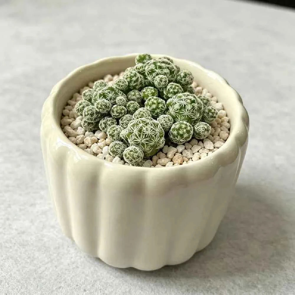 White ceramic planter with cactus succulents and light gravel fill