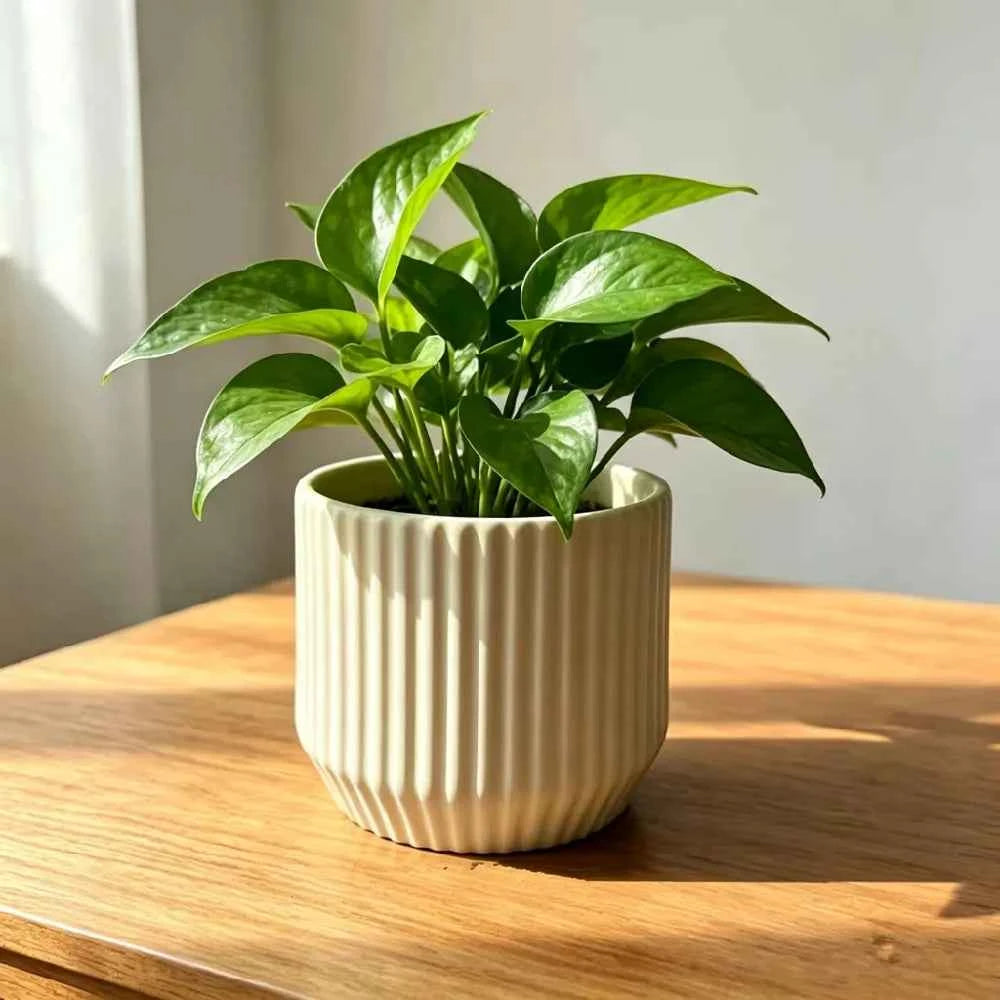Ribbed ceramic planter holding green leafy plant