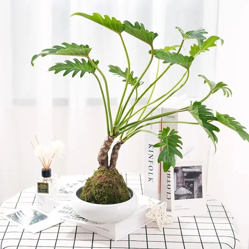 Philodendron bare-root plant with green lobed leaves in a white pot